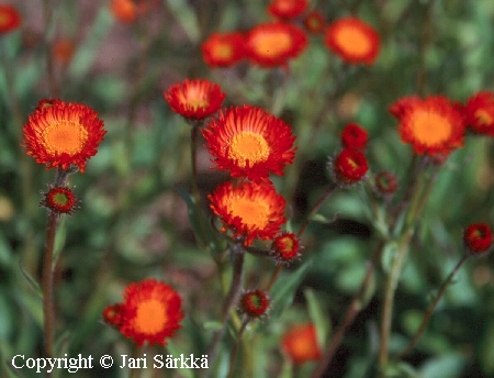 Erigeron aurantiacus